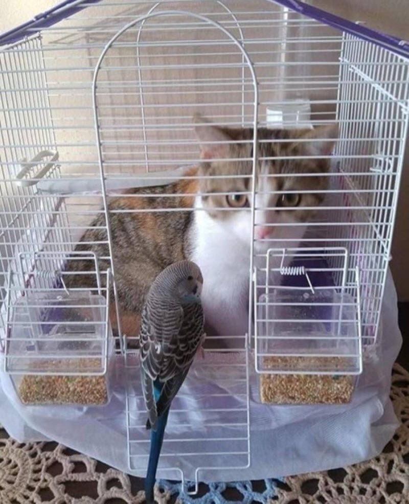 Прикольные картинки