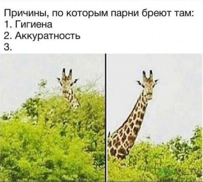 Забавные картинки