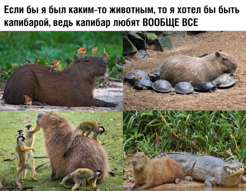 Прикольные картинки