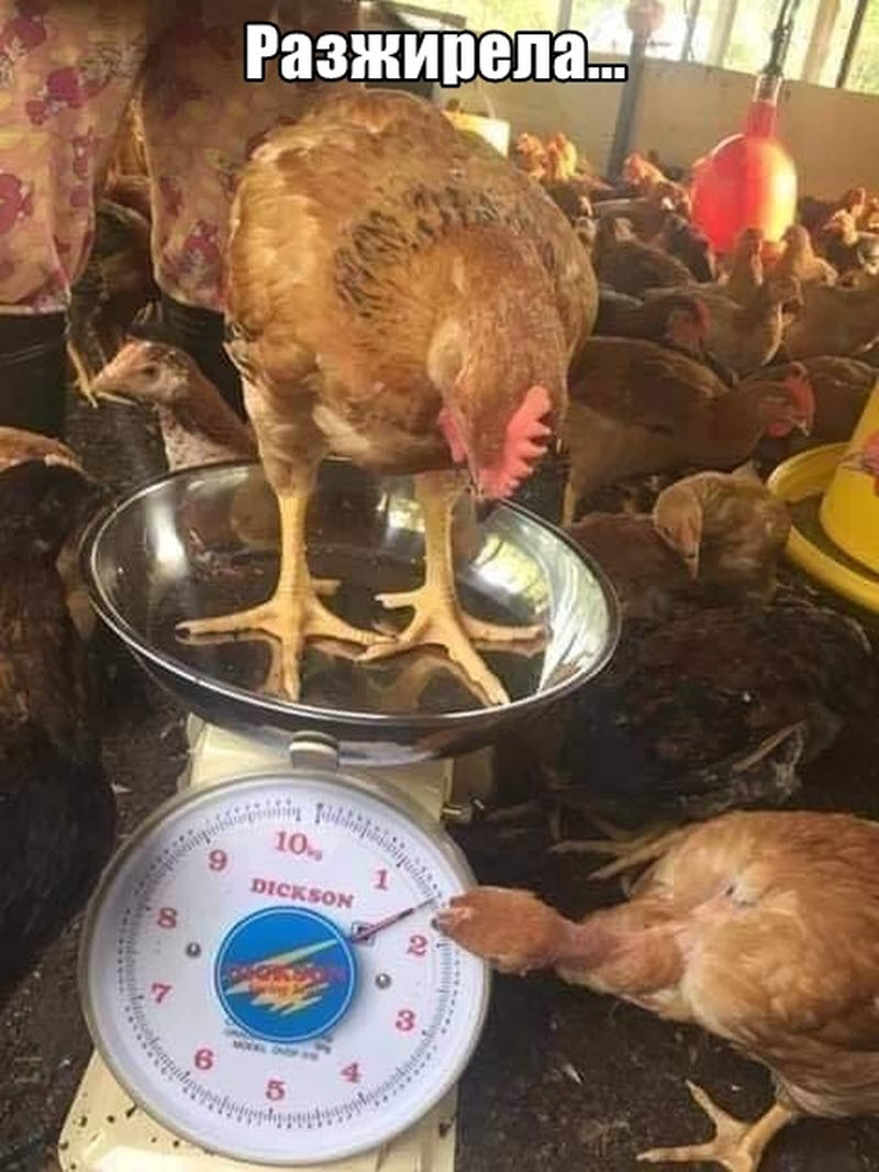 Прикольные картинки