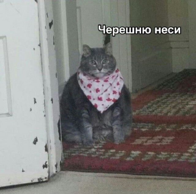 Сети покоряет новый мем: "Хочу черешню!"