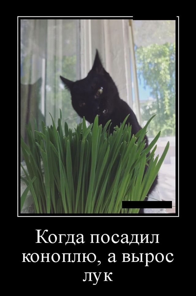 Демотиваторы