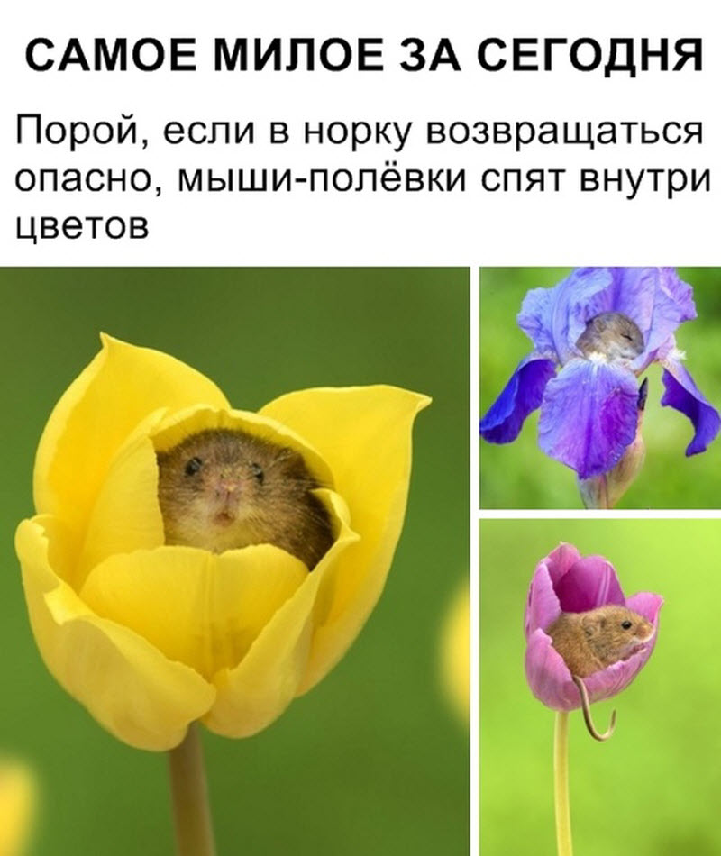 Прикольные картинки