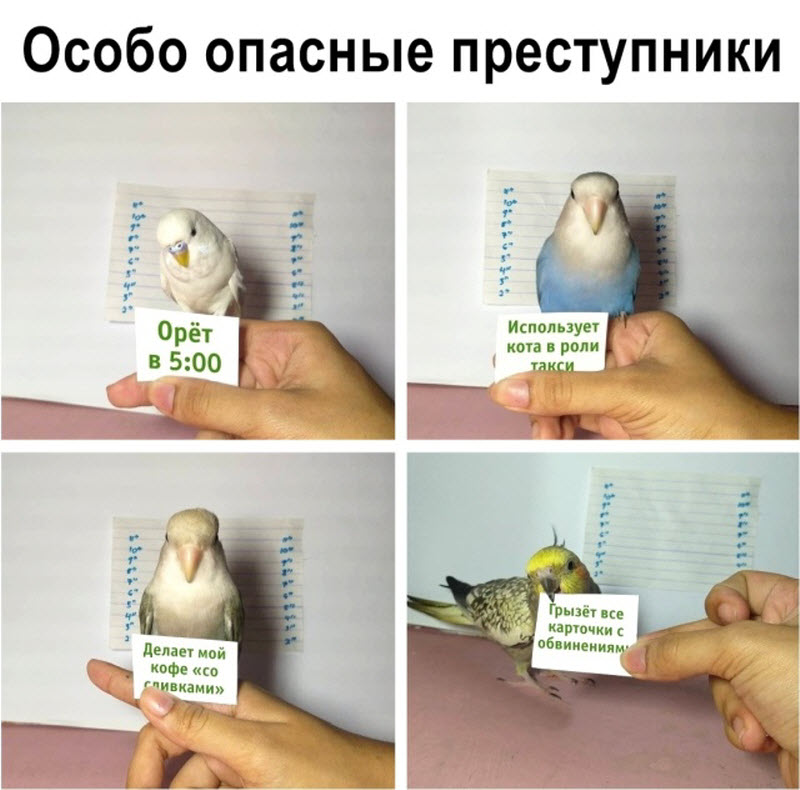 Прикольные картинки