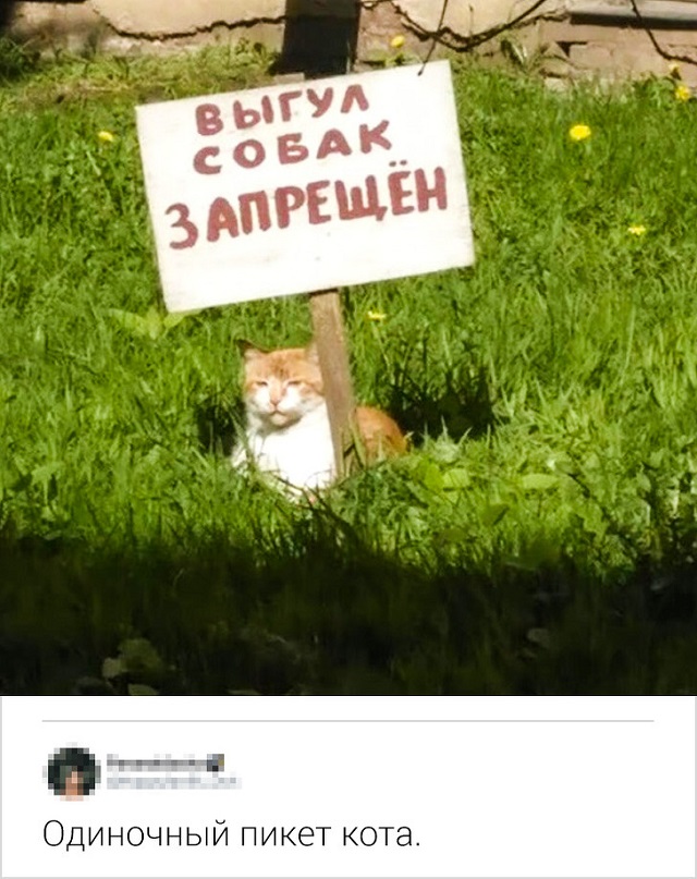 Новая порция юморесок и острот с просторов сети
