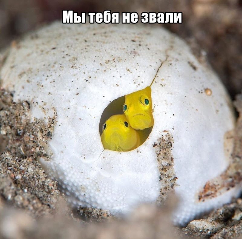 Прикольные картинки