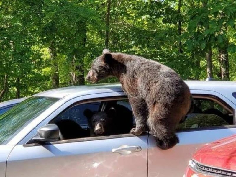 Прикольные картинки