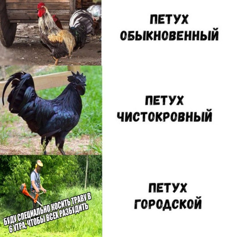 Прикольные картинки