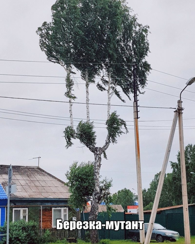 Прикольные картинки