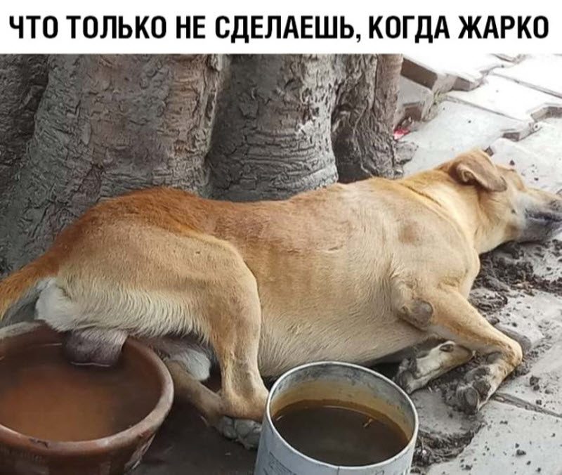 Прикольные картинки