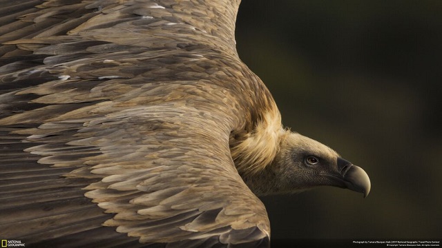 Лучшие трэвел-фотографии 2019 года по версии National Geographic