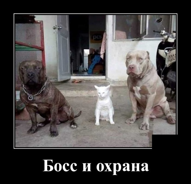 Демотиваторы