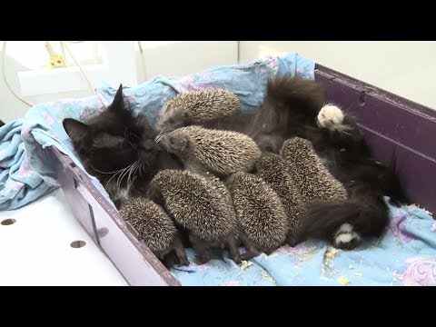 Милота: кошка усыновила ежат