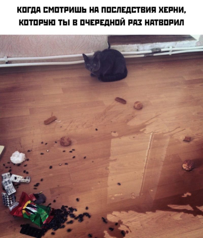 Прикольные картинки