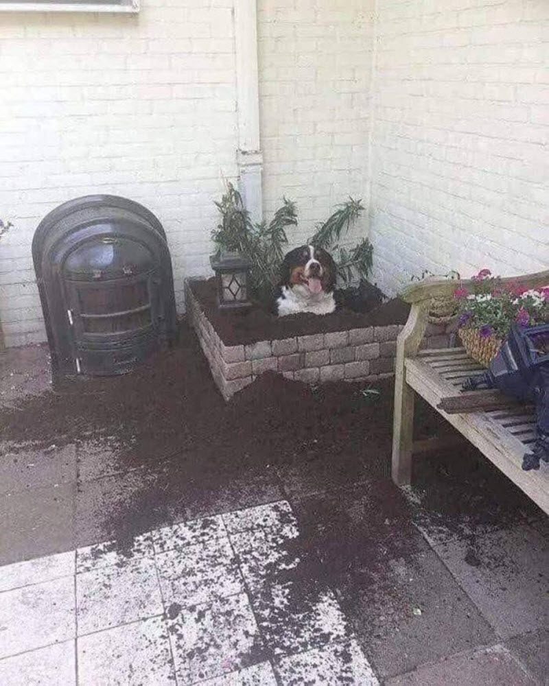 Прикольные картинки