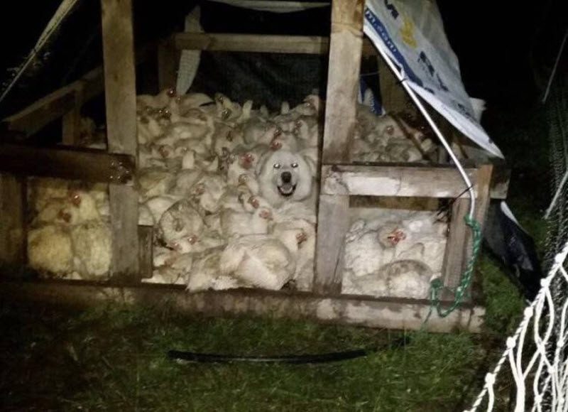 Прикольные картинки