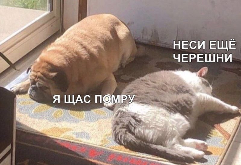 Прикольные картинки