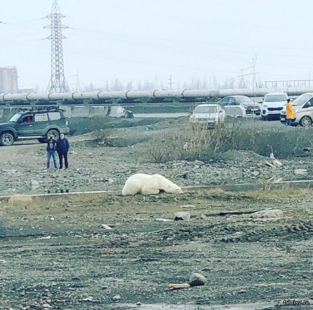 Истощенный белый медведь пришел погостить в Норильск. Людей не боится, гуляет среди машин и копается в мусоре
