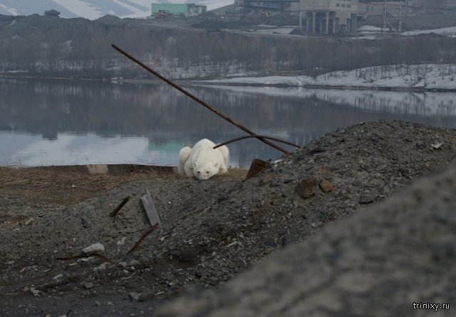 Истощенный белый медведь пришел погостить в Норильск. Людей не боится, гуляет среди машин и копается в мусоре