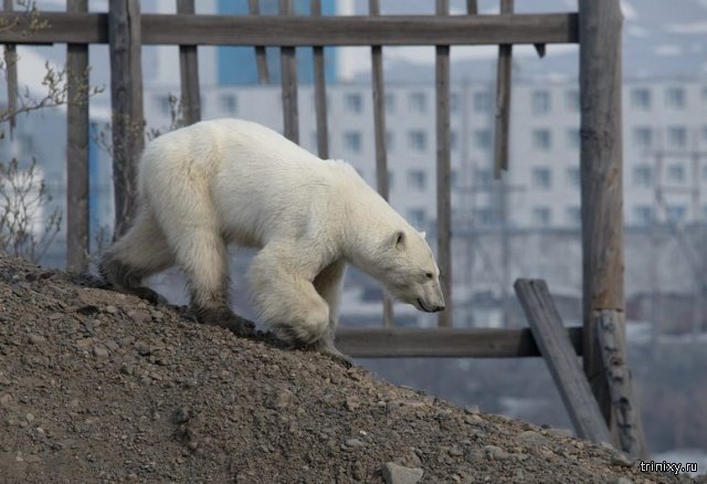 Истощенный белый медведь пришел погостить в Норильск. Людей не боится, гуляет среди машин и копается в мусоре