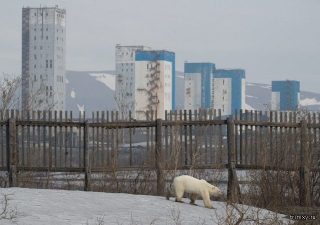Истощенный белый медведь пришел погостить в Норильск. Людей не боится, гуляет среди машин и копается в мусоре