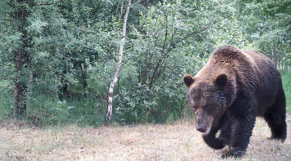 Животный мир в зоне отчуждения Чернобыля