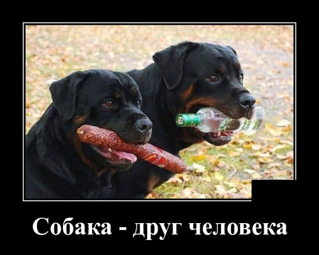 Демотиваторы