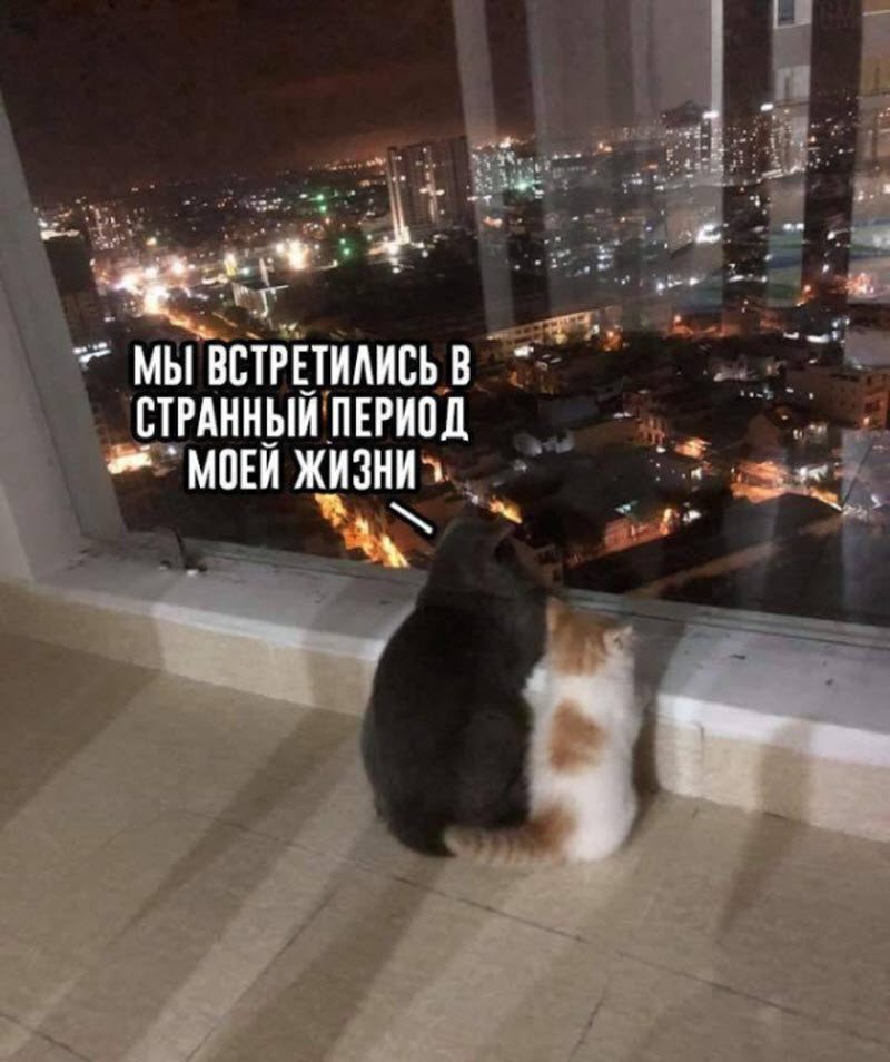 Прикольные картинки