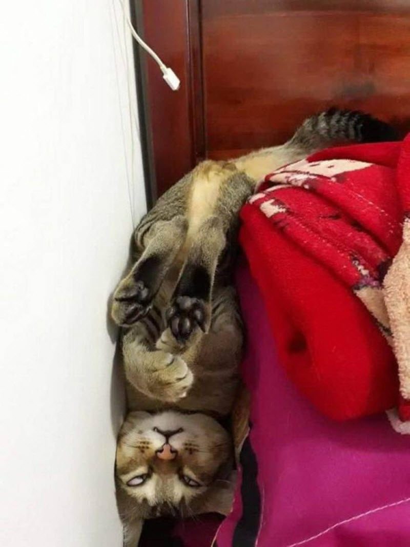 Прикольные картинки