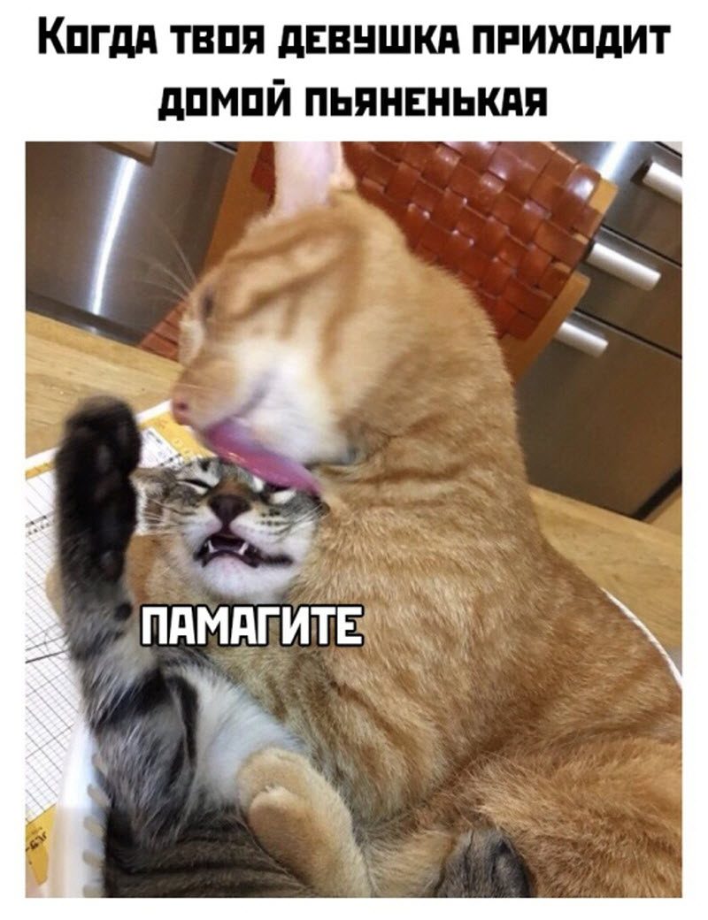 Прикольные картинки