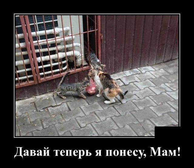 Демотиваторы