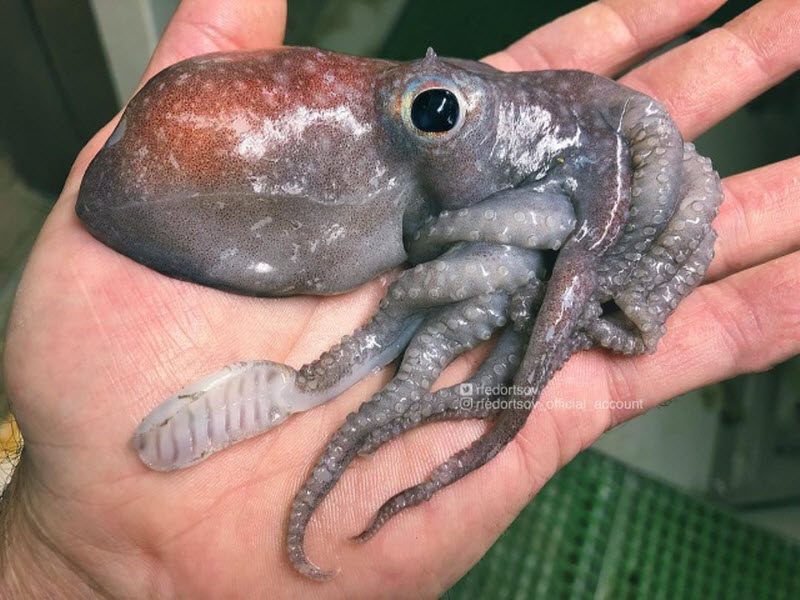 Чудища морских глубин