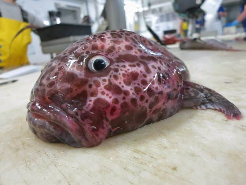 Чудища морских глубин