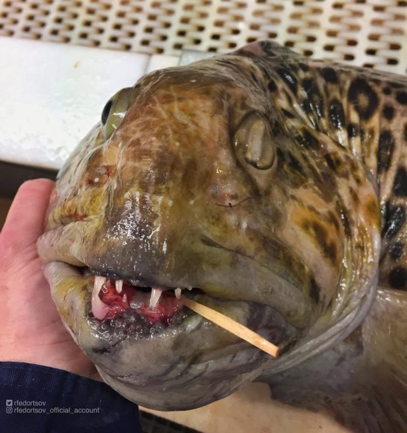 Чудища морских глубин