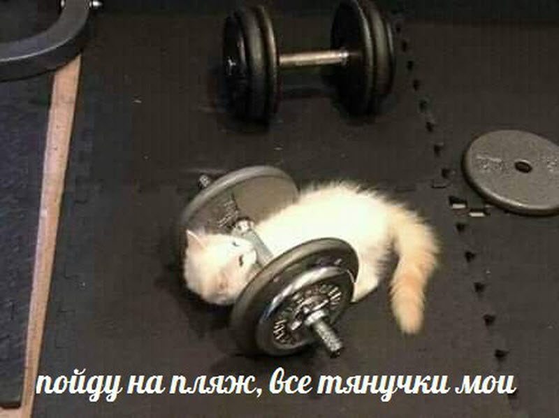 Прикольные картинки