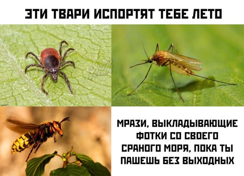 Лошадь пашет. Или ты пашешь. Или ты пашешь. Кот матерится. Экономика карикатура.