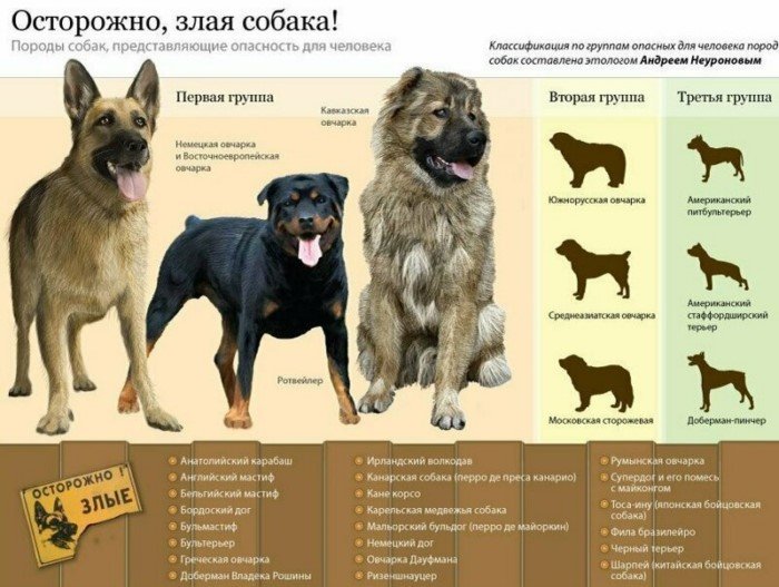 Занимательные и полезные шпаргалки о домашних питомцах