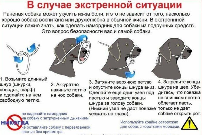 Занимательные и полезные шпаргалки о домашних питомцах