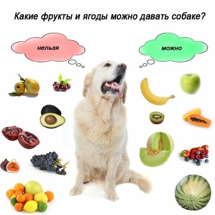 Занимательные и полезные шпаргалки о домашних питомцах