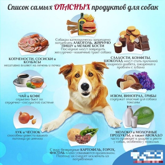 Занимательные и полезные шпаргалки о домашних питомцах
