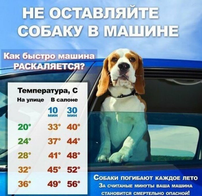 Занимательные и полезные шпаргалки о домашних питомцах