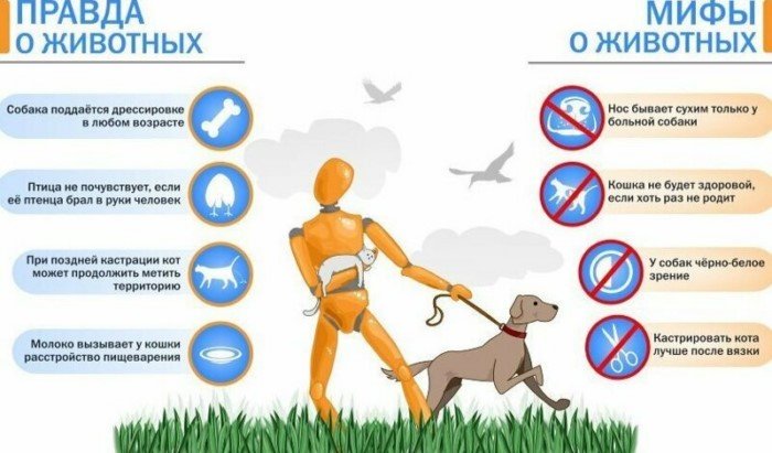 Занимательные и полезные шпаргалки о домашних питомцах