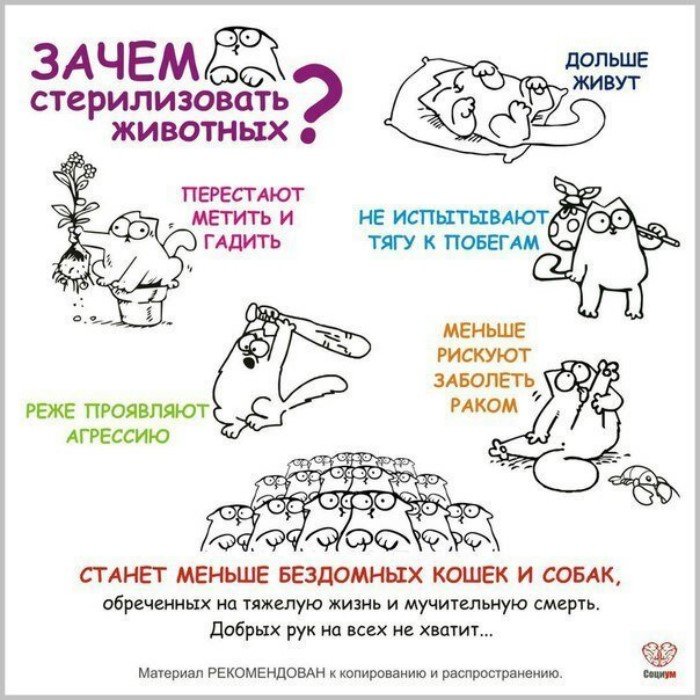 Занимательные и полезные шпаргалки о домашних питомцах