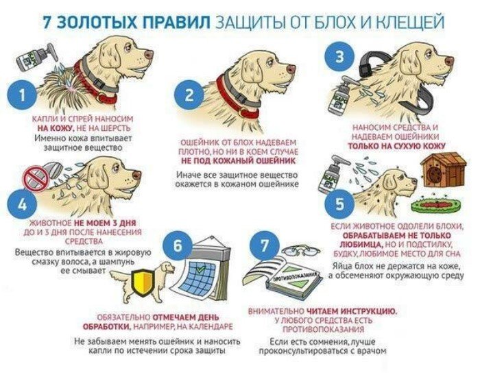 Занимательные и полезные шпаргалки о домашних питомцах