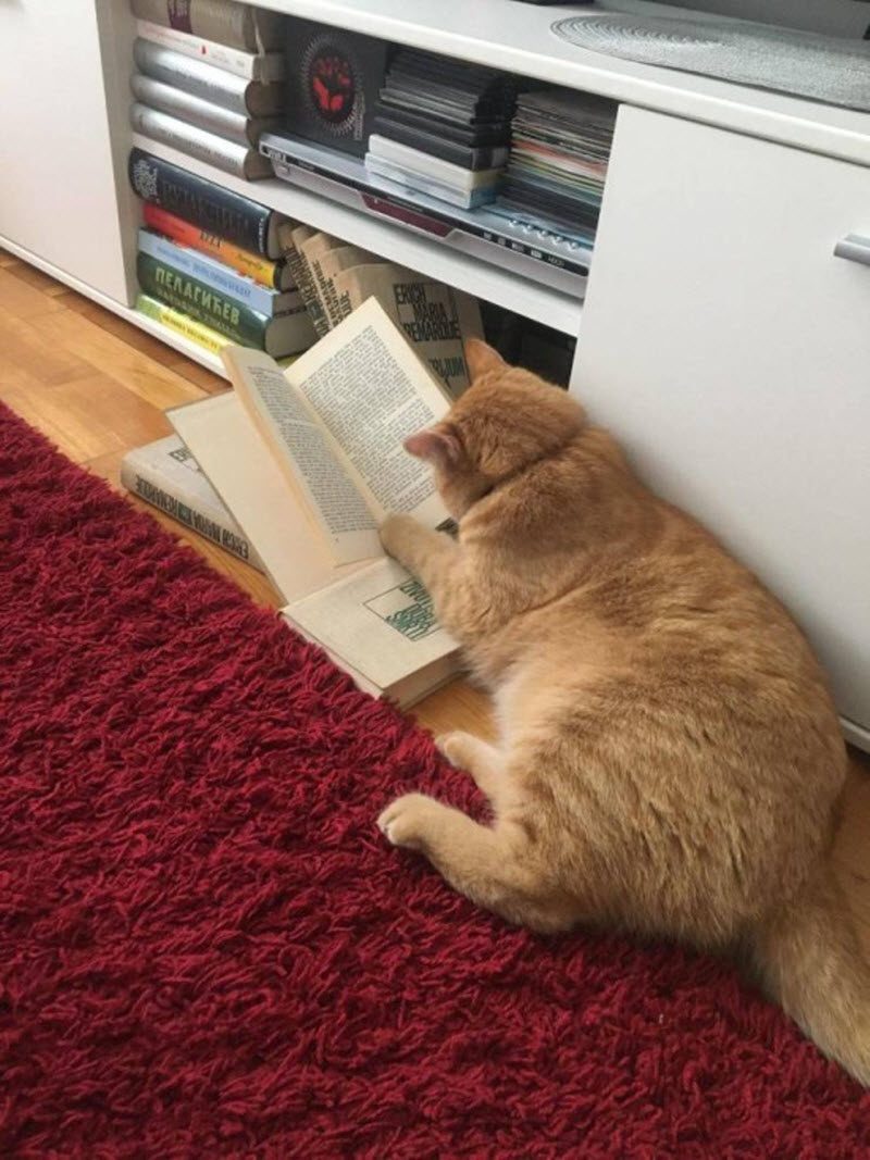 Прикольные картинки