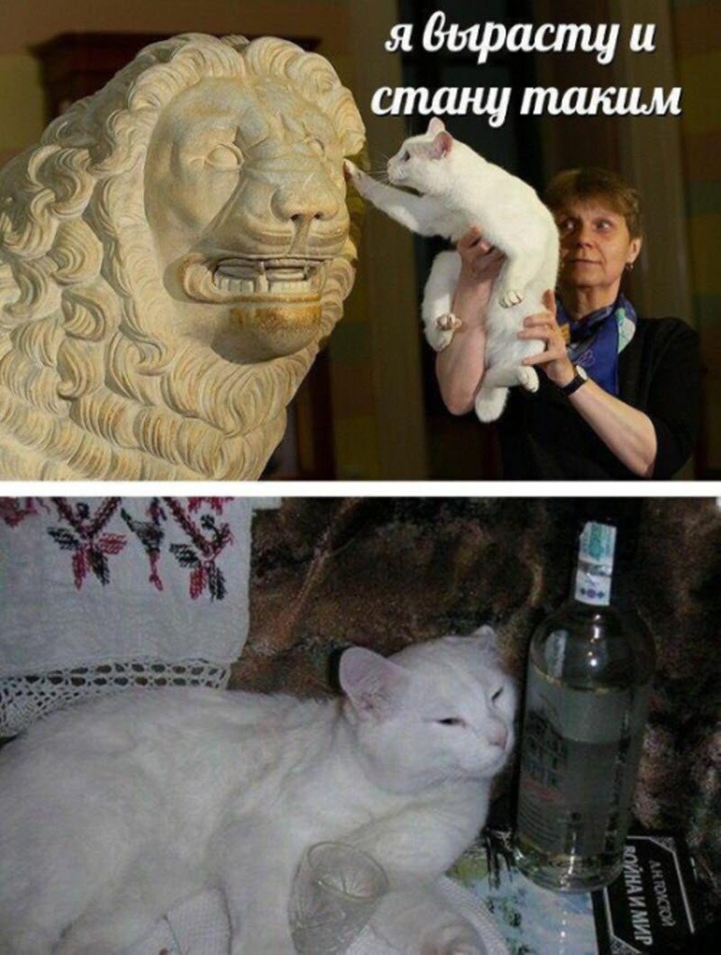 Прикольные картинки