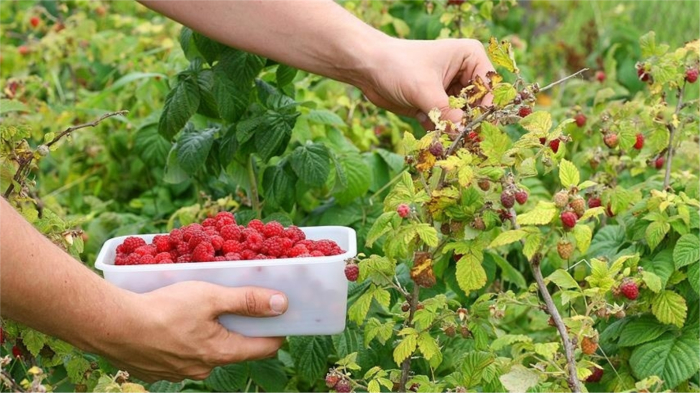 Фрукты и ягоды, от употребления которых можно незаметно набрать лишний вес