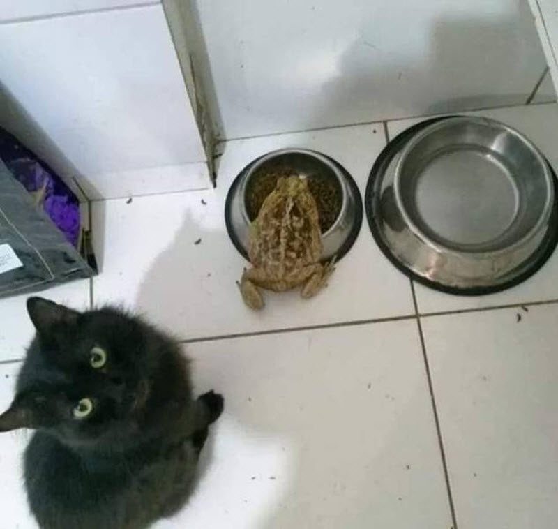 Прикольные картинки
