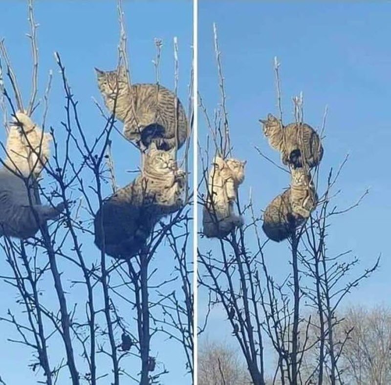 Прикольные картинки