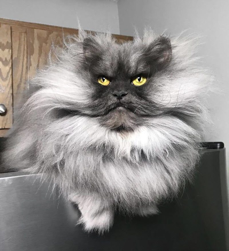Кота Джуно, отменная шевелюра и вечно недовольная харя